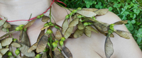 Pressebild Sehriban Köksal Kurt <q>Nature Art Stories</q> GNAP 2021